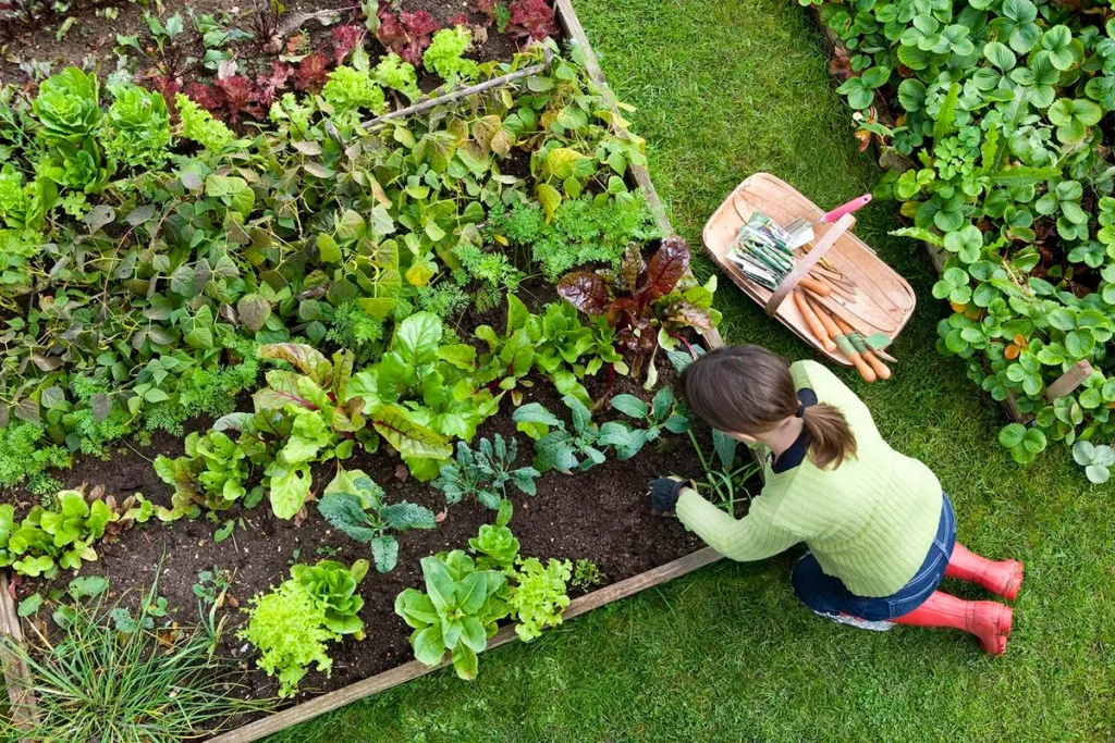 Getting Started Beginner Gardening Tips