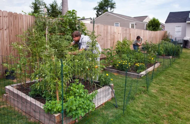 how to start a vegetable garden in your backyard